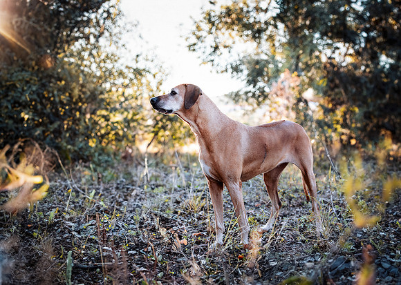 GingerFinal-6