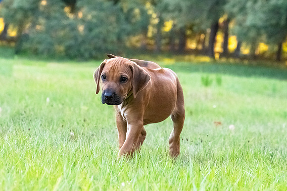 2024Puppies-142