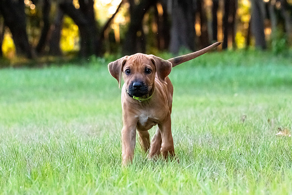 2024Puppies-151