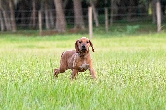 2024Puppies-155