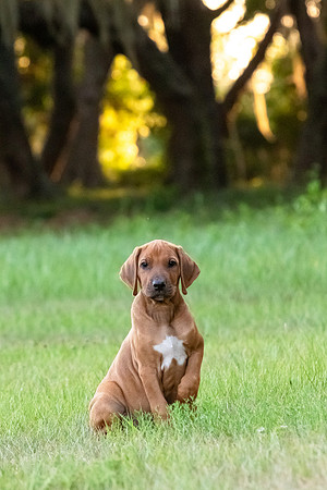 2024Puppies-120