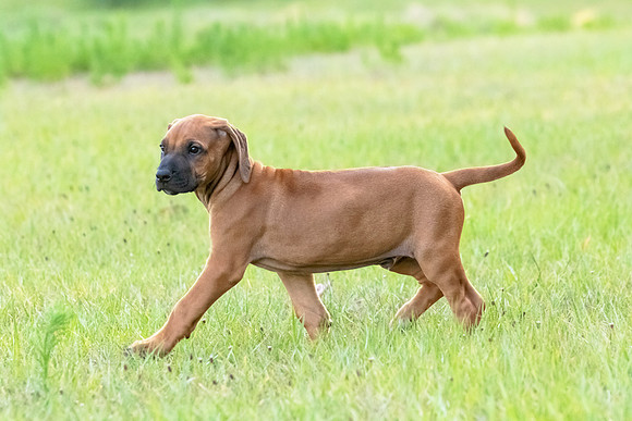 2024Puppies-50
