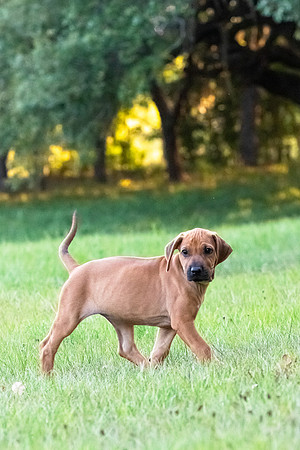 2024Puppies-137