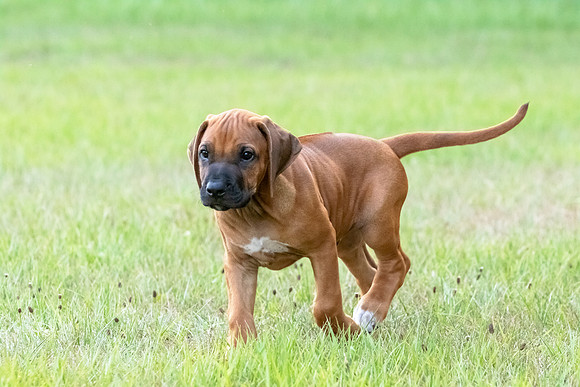 2024Puppies-70
