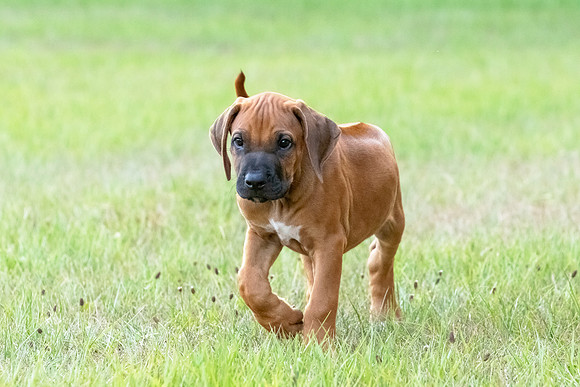 2024Puppies-67