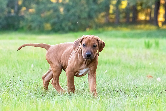 2024Puppies-126