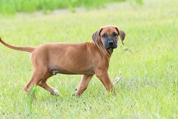 2024Puppies-53