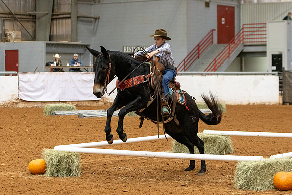 Mule&FuturityR2-62