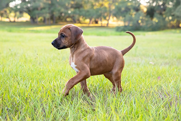 2024Puppies-22