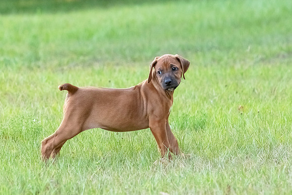 2024Puppies-42