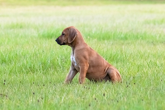 2024Puppies-162