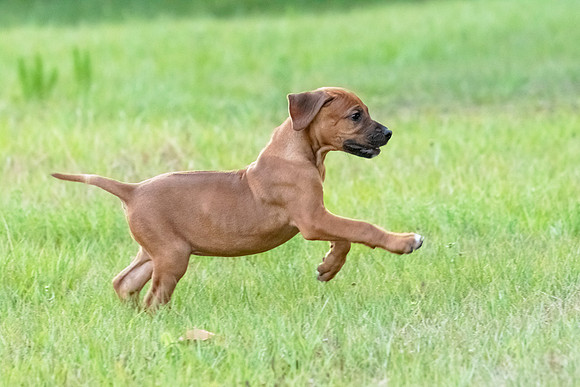 2024Puppies-35