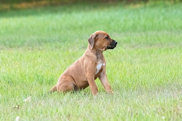 2024Puppies-72