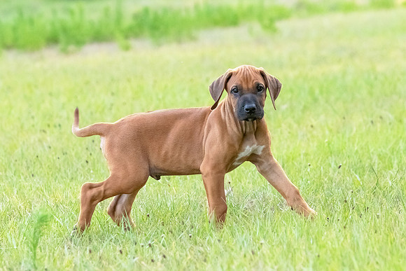 2024Puppies-55