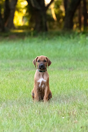 2024Puppies-99