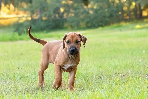 2024Puppies-94
