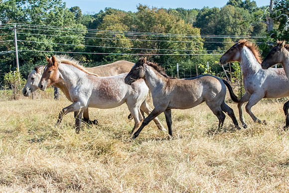 PastureColts-2