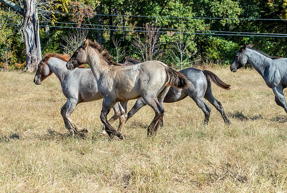 PastureColts-5