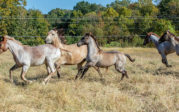PastureColts-4