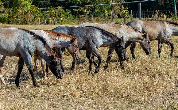 PastureColts-1