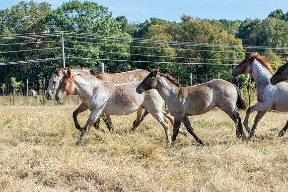 PastureColts-3