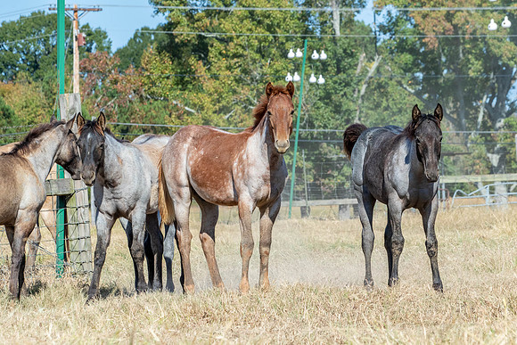 PastureColts-9