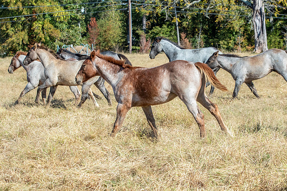 PastureColts-6