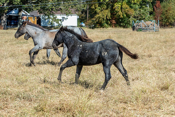 PastureColts-7