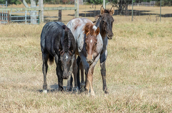 PastureColts-8