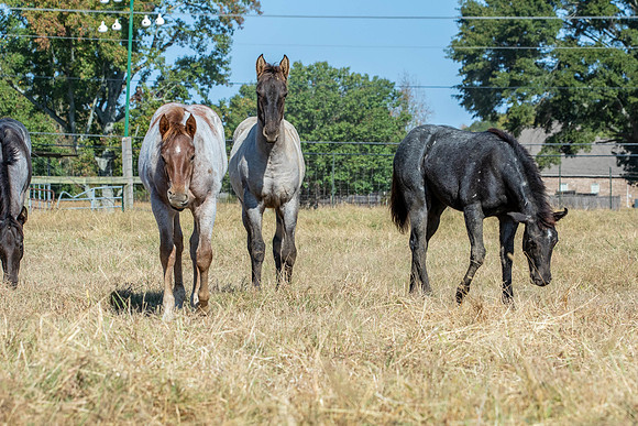 PastureColts-10
