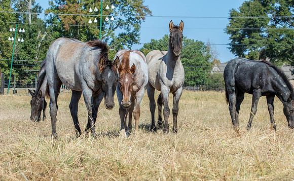 PastureColts-11