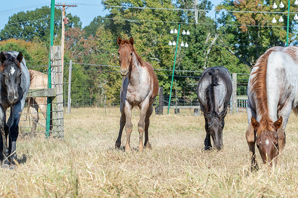 PastureColts-13