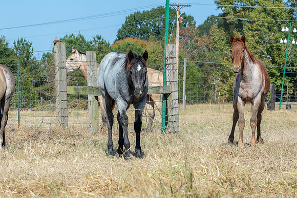 PastureColts-12