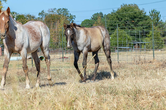 PastureColts-14