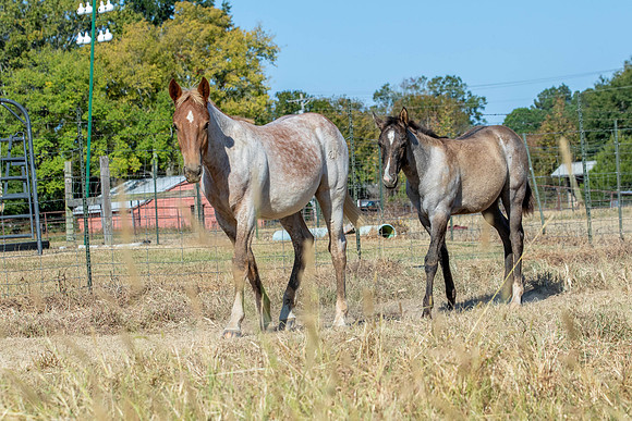 PastureColts-15