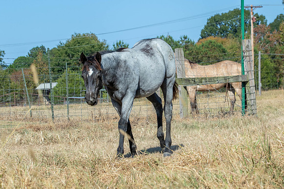 PastureColts-16