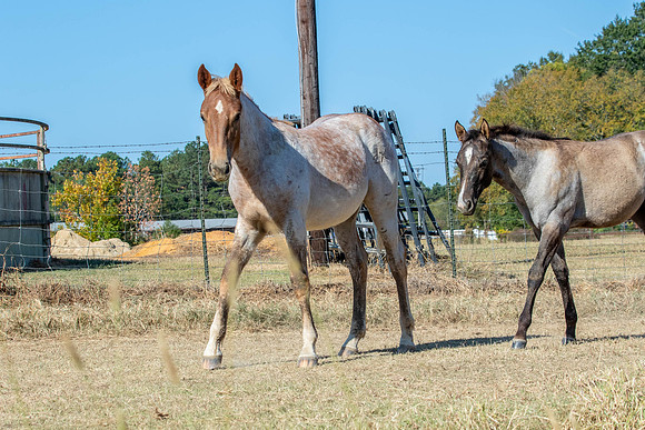 PastureColts-17