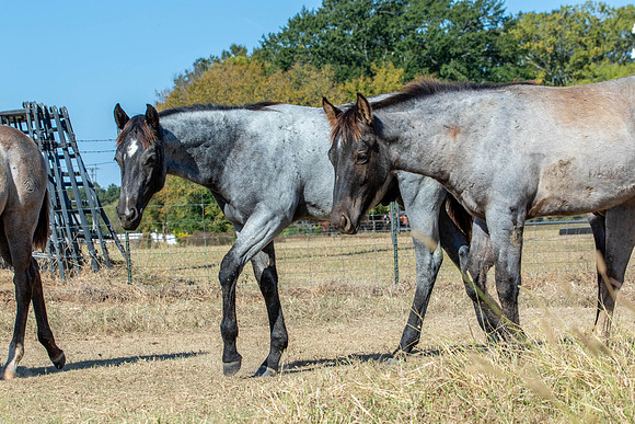 PastureColts-19