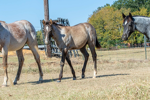 PastureColts-18