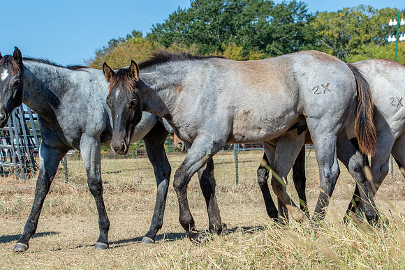 PastureColts-20