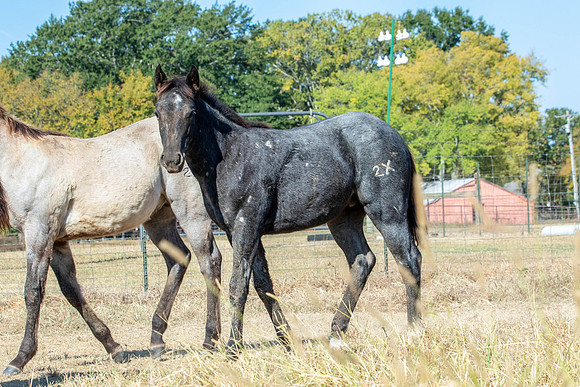 PastureColts-21