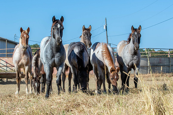 PastureColts-23
