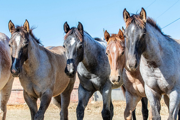 PastureColts-22