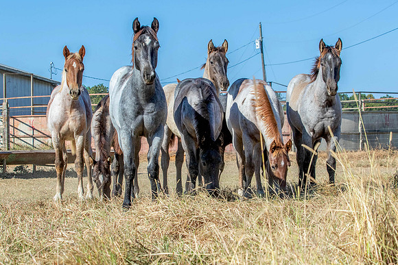 PastureColts-24