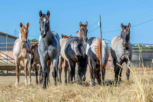 PastureColts-25