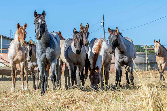 PastureColts-26