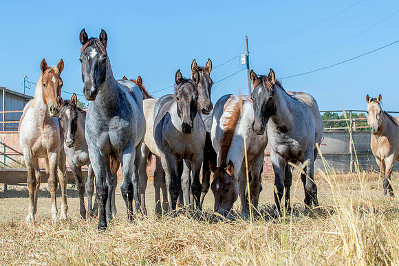 PastureColts-27