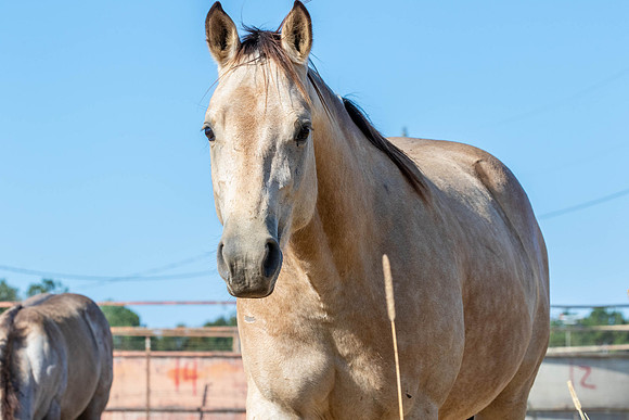 PastureColts-29
