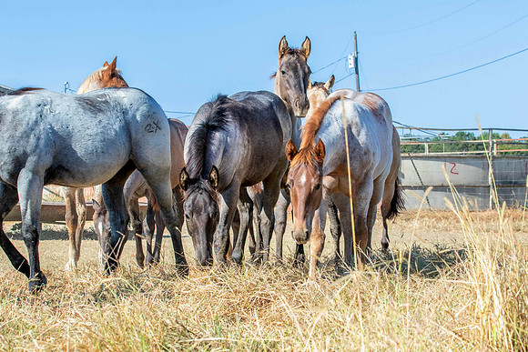 PastureColts-28