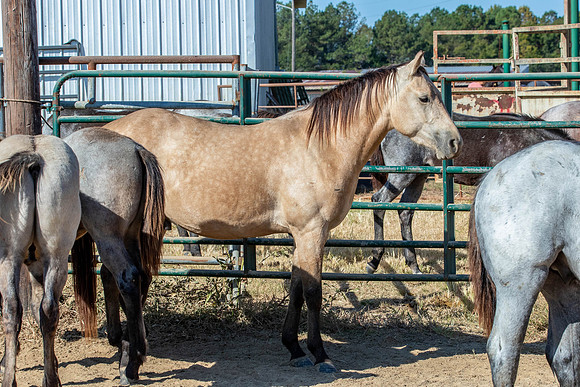 PastureColts-31